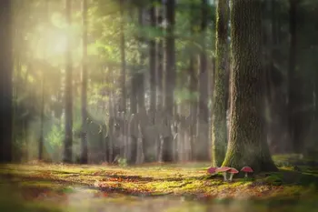 Сказочный лес, Зачарованные Волшебные деревья, фон Солнечного озера, компьютерная печать, детские фоны